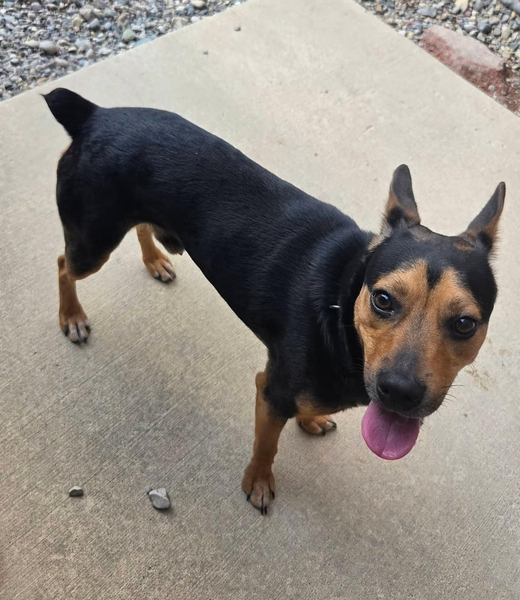 Enlarge Saturn, a ADOPTABLE mixed breed in Sterling Heights, MI image 4/4