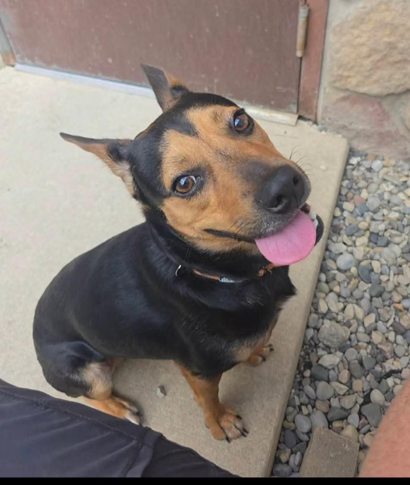 Enlarge Saturn, a ADOPTABLE mixed breed in Sterling Heights, MI image 1/4