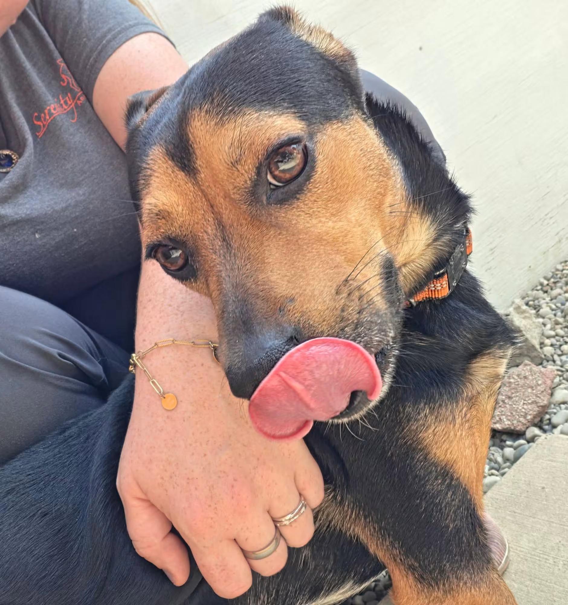 Enlarge Saturn, a ADOPTABLE mixed breed in Sterling Heights, MI image 2/4