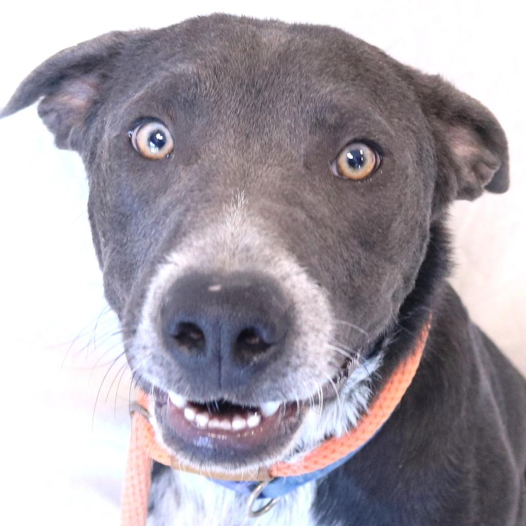 Nylo, a Adoptable mixed breed in Rifle, CO image 6/6