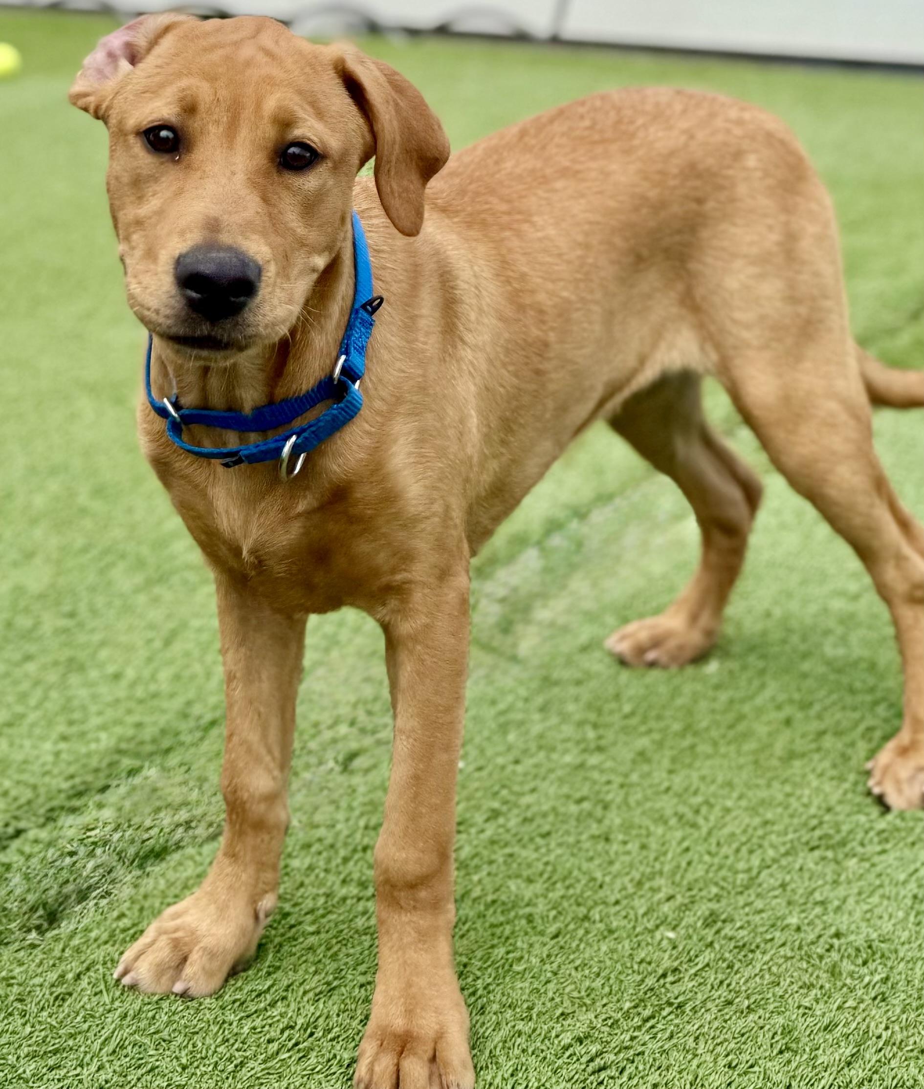 April, a ADOPTABLE mixed breed in Brookfield, WI image 1/2
