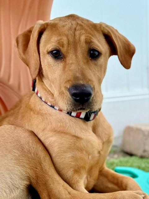 Enlarge April, a ADOPTABLE Labrador Retriever in Brookfield, WI image 1/3