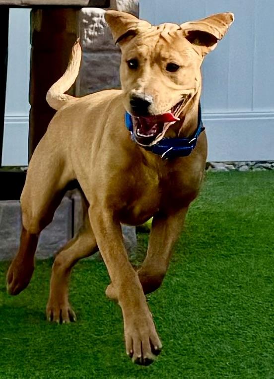 April, a ADOPTABLE mixed breed in Brookfield, WI image 2/2