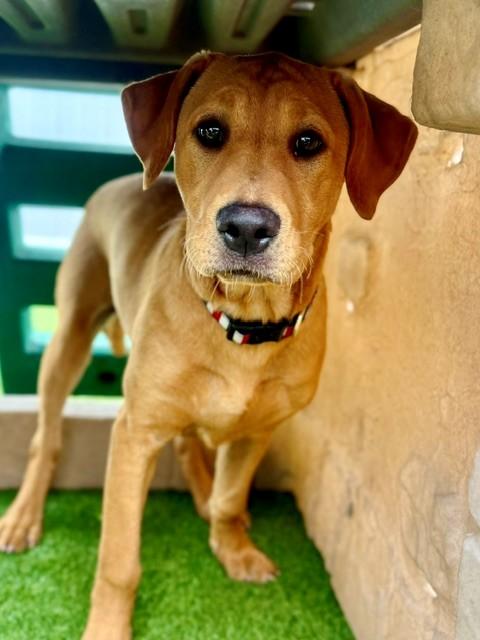 Enlarge April, a ADOPTABLE Labrador Retriever in Brookfield, WI image 3/3