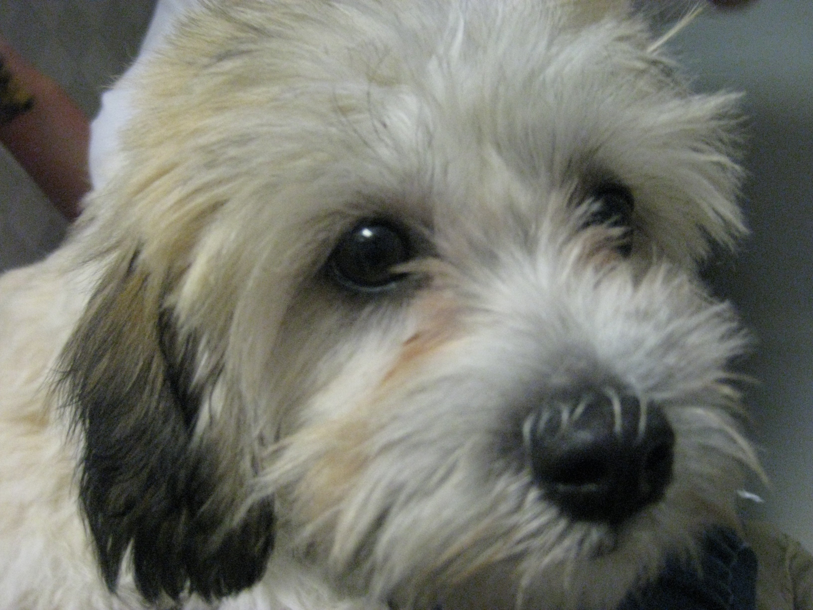 Buckett, Adoptable, Puppy Female .