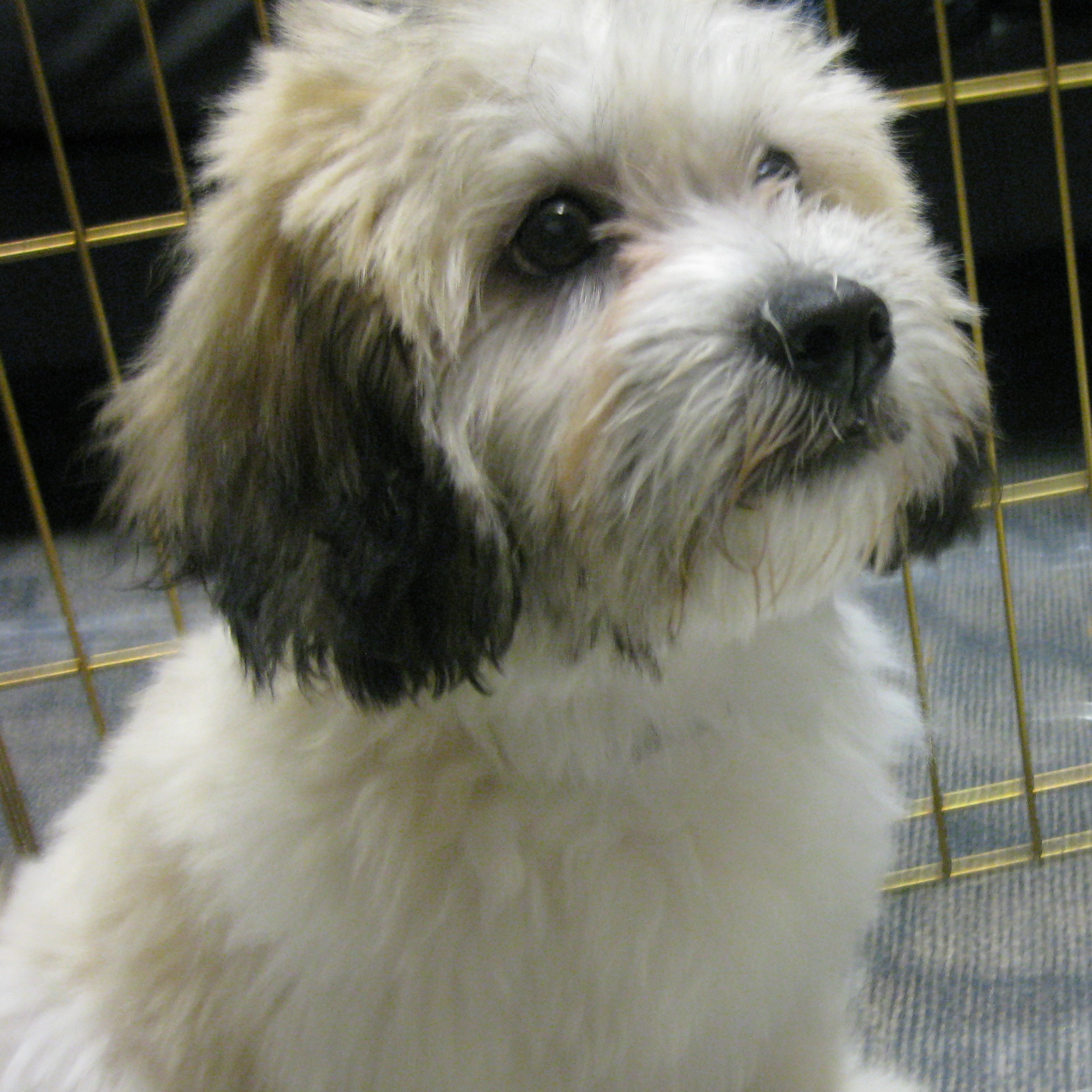 Buckett, a Adoptable in Bettles, AK image 5/8