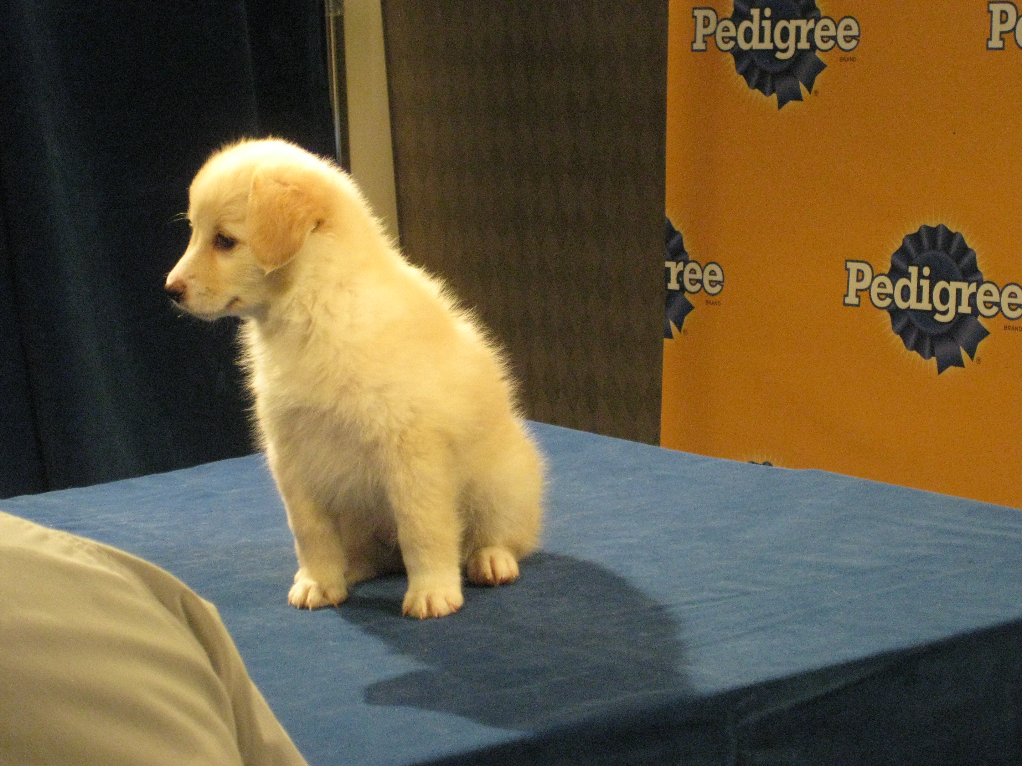 Enlarge Buckett, a Adoptable  in Bettles, AK image 7/8