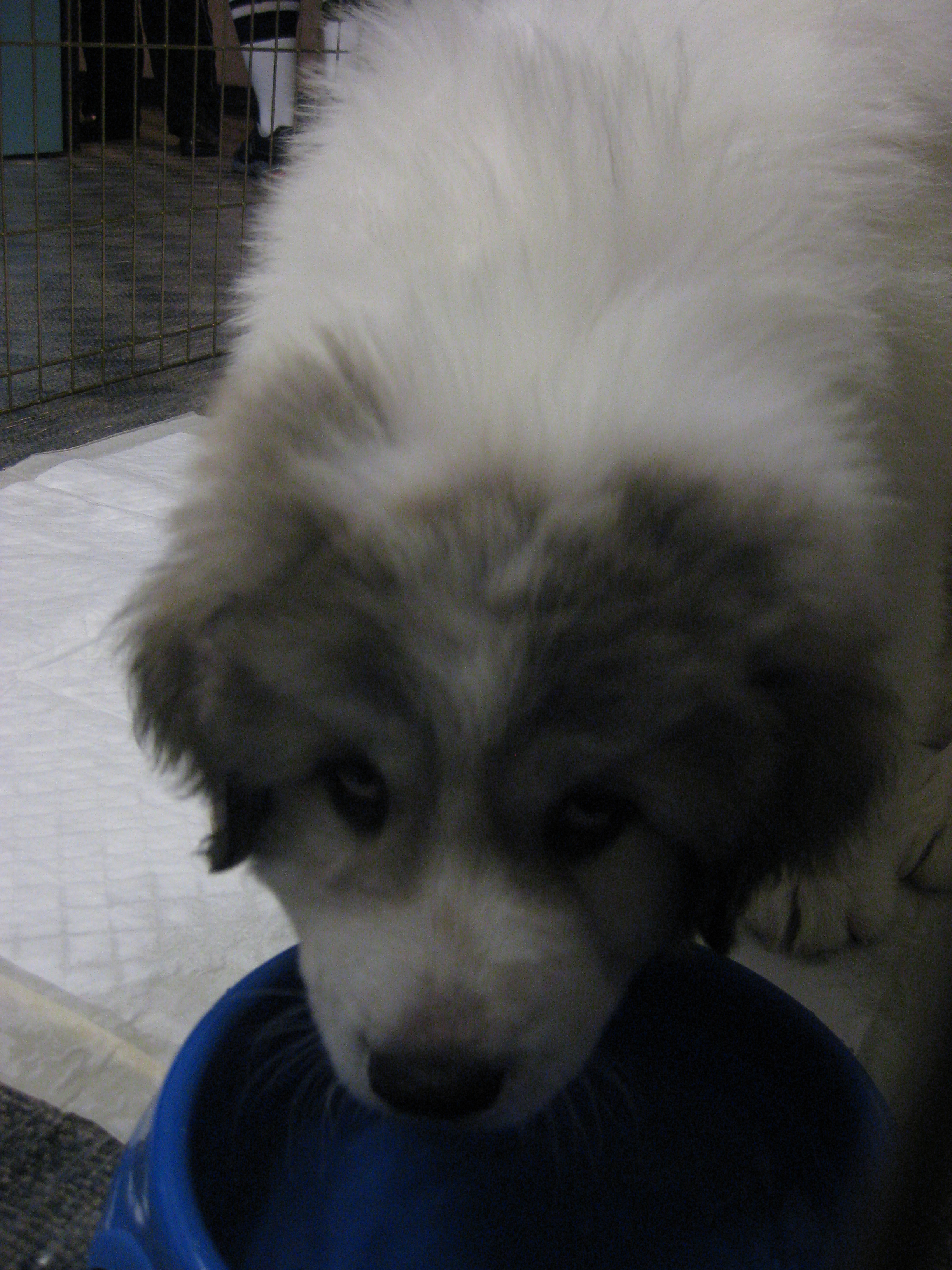 Enlarge Buckett, a Adoptable  in Bettles, AK image 8/8