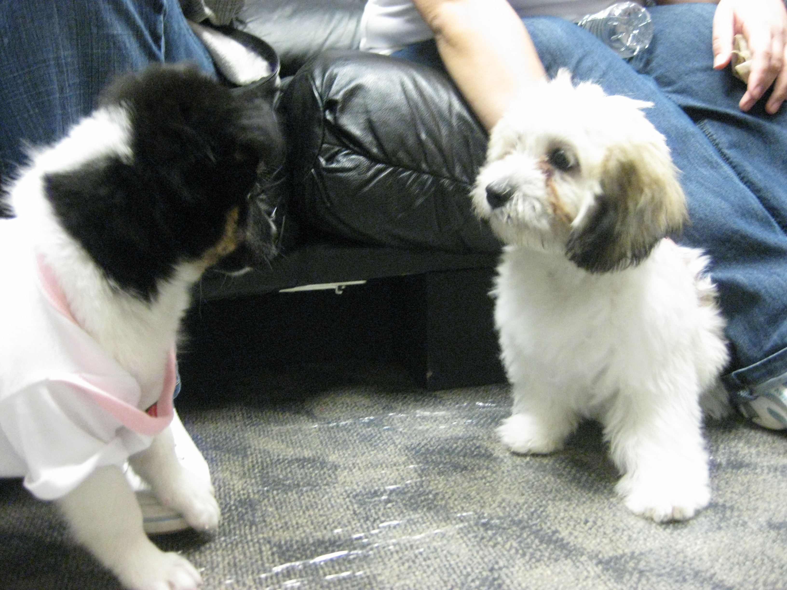 Buckett, a Adoptable in Bettles, AK image 6/8