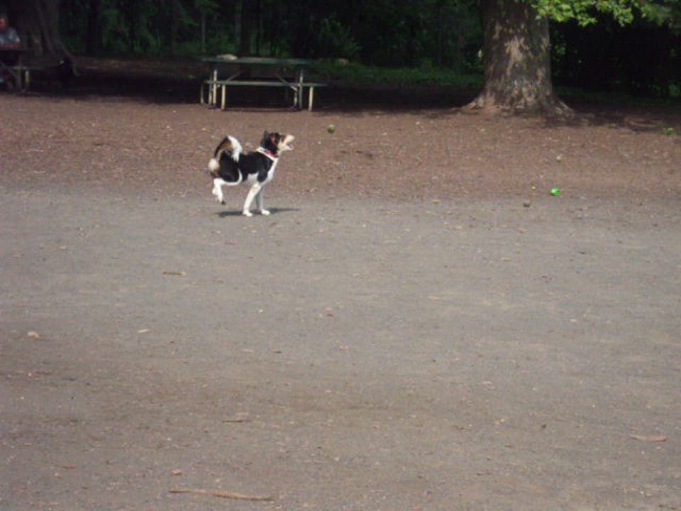 Enlarge Buckett, a Adoptable  in Bettles, AK video 2/8