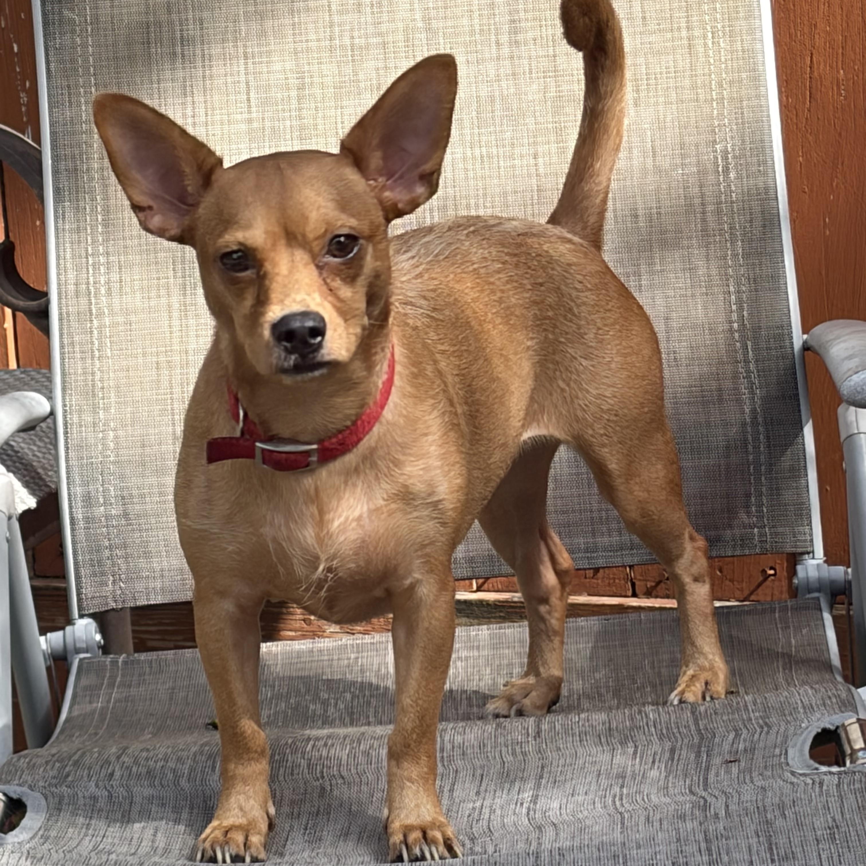 Enlarge Anastasia — As Close to Perfect as They Come, a Adoptable mixed breed in Brattleboro, VT image 5/6