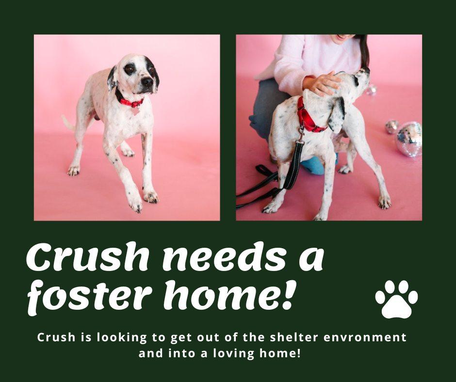 Needs Foster Crush (VA), ADOPTABLE, Adult Male English Pointer.