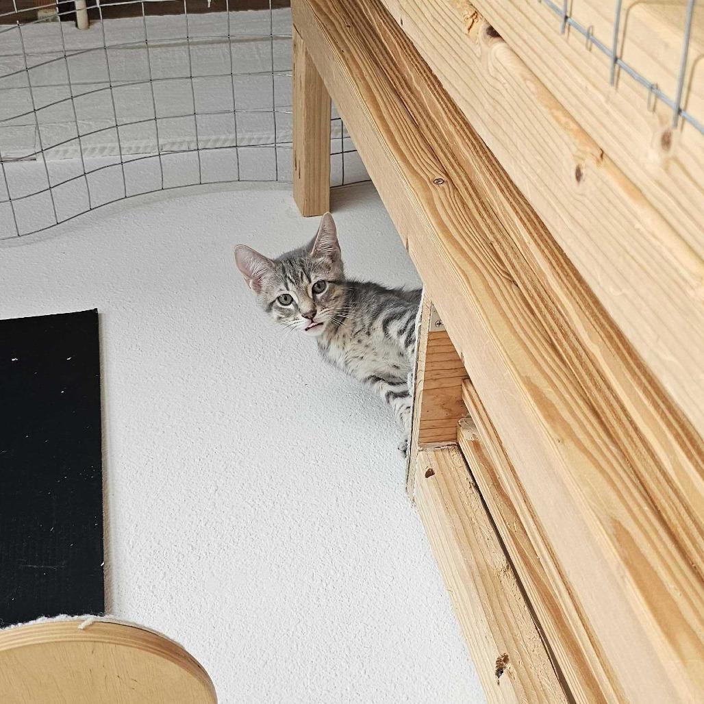 Pebbles, Adoptable, Kitten Male Domestic Short Hair.