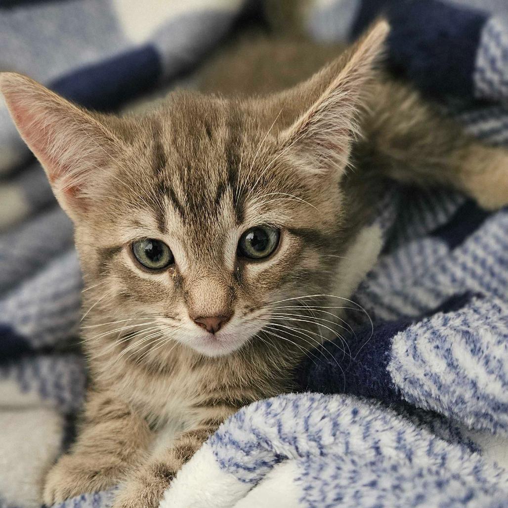 Enlarge Pebbles, a Adoptable Domestic Short Hair in Costa Mesa, CA image 2/5