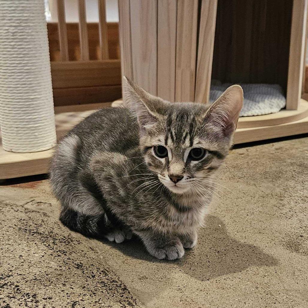 Enlarge Pebbles, a Adoptable Domestic Short Hair in Costa Mesa, CA image 3/5