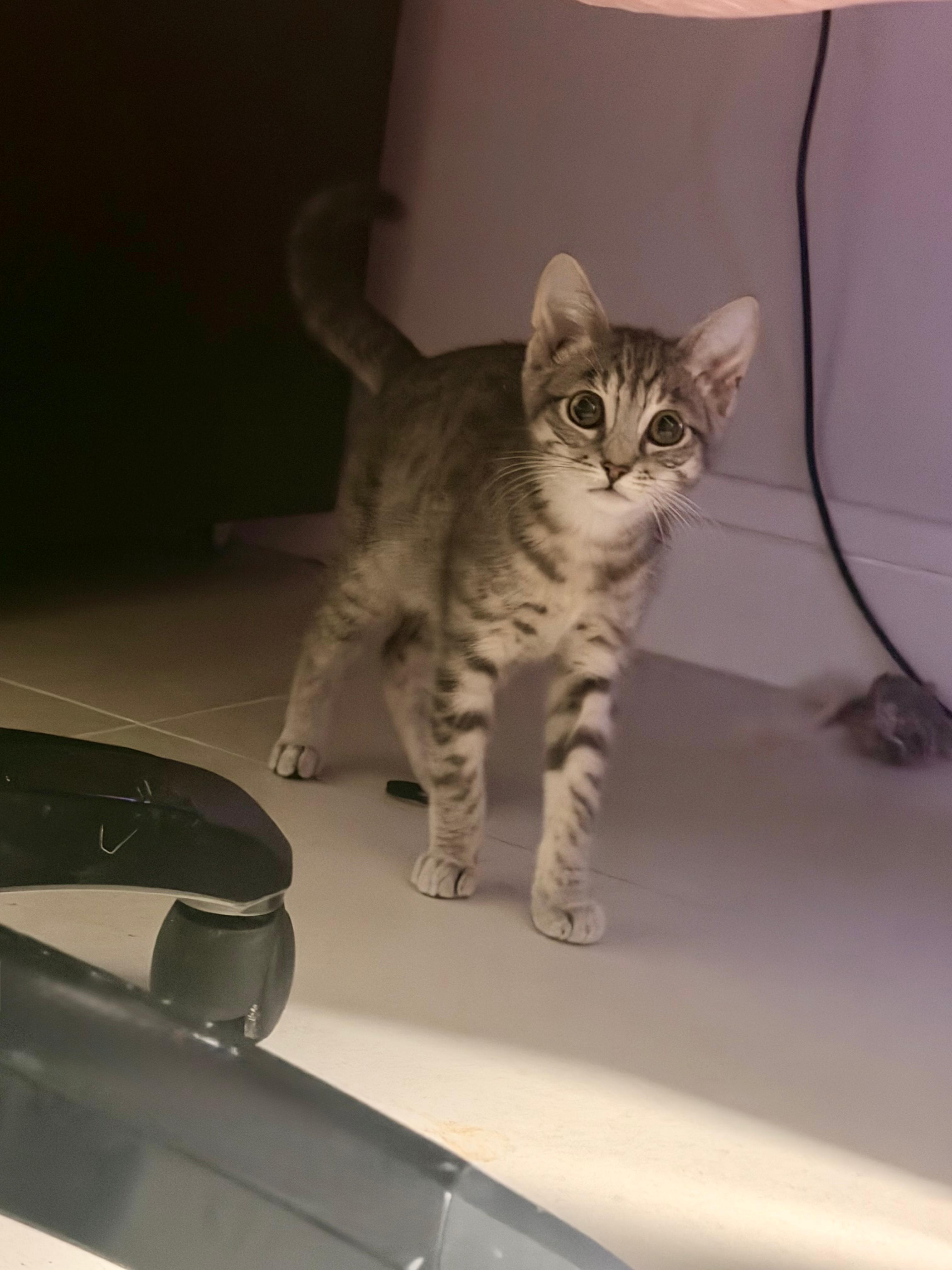 Daxel, Adoptable, Kitten Male Tabby.