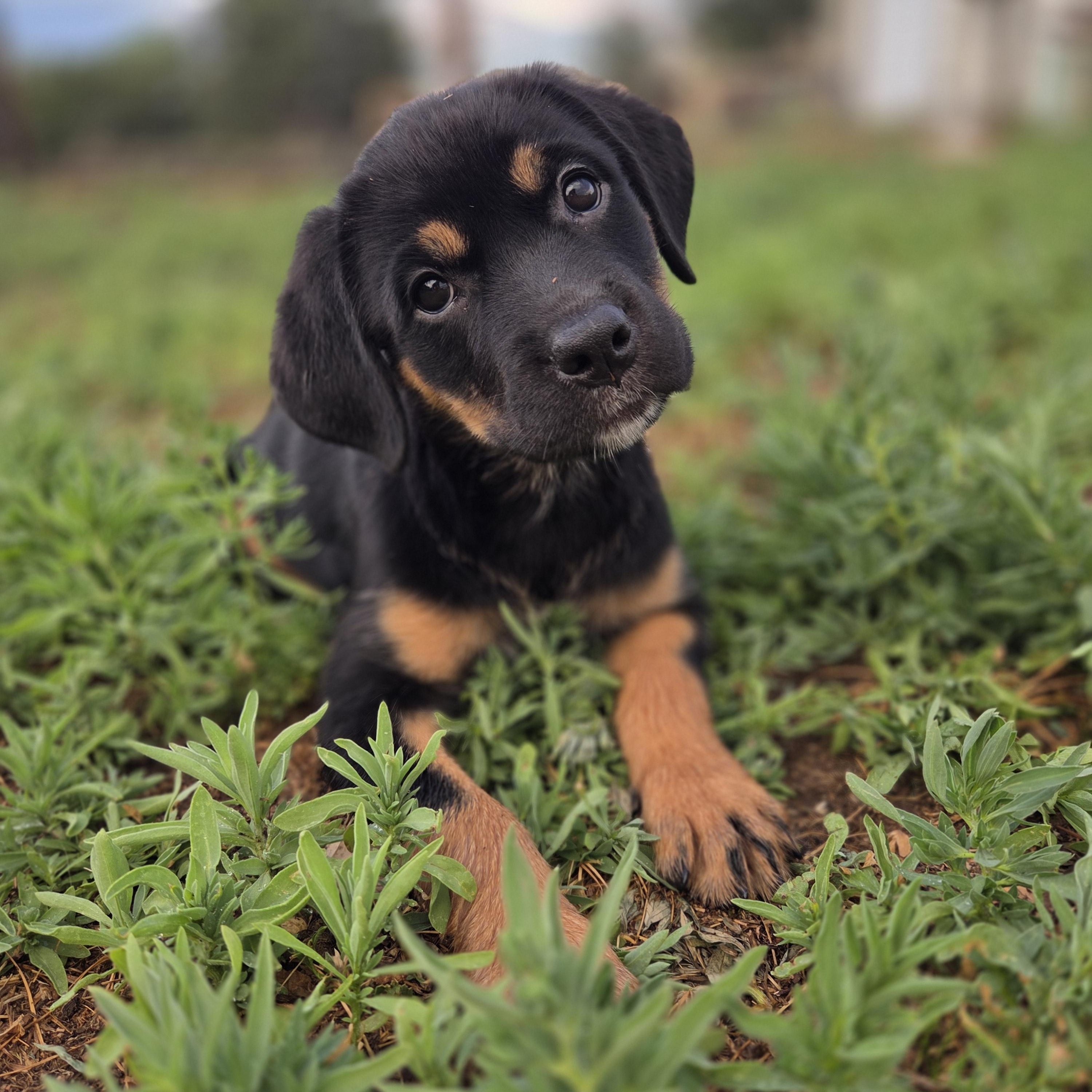Buttercup, a ADOPTABLE mixed breed in Carr, CO image 5/6