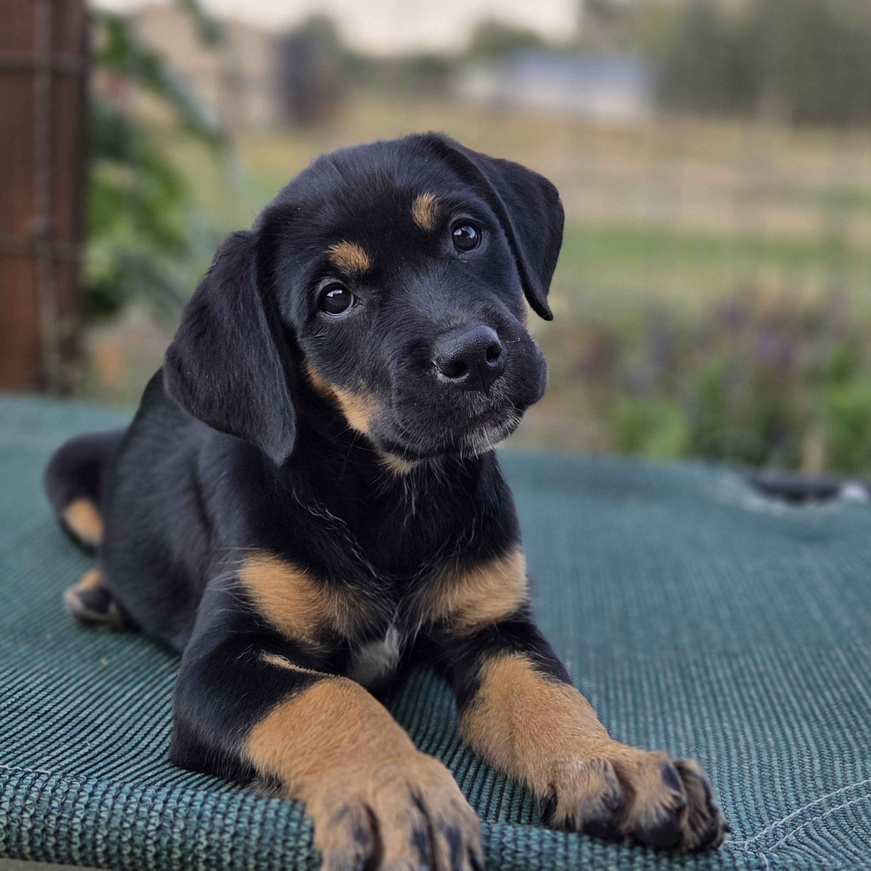 Buttercup, ADOPTABLE, Puppy Female Rottweiler.