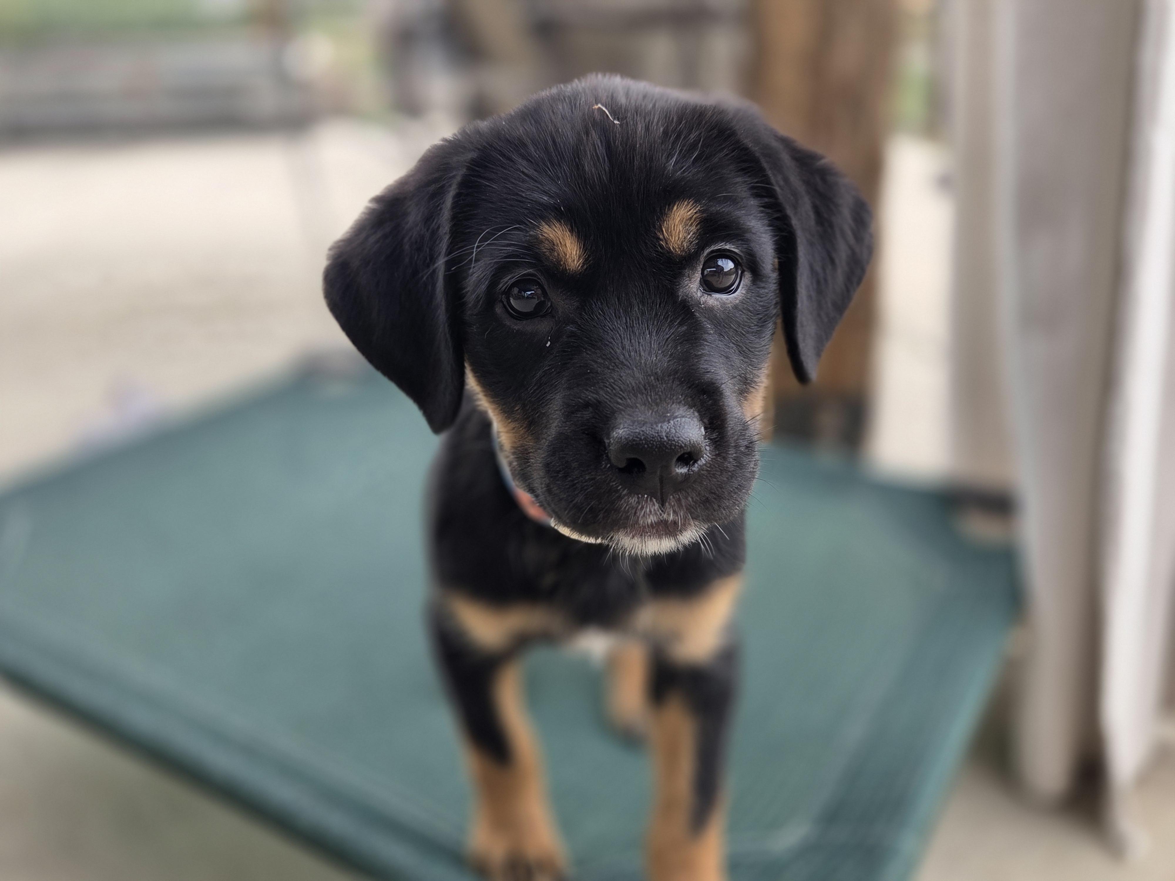 Buttercup, a ADOPTABLE mixed breed in Carr, CO image 6/6