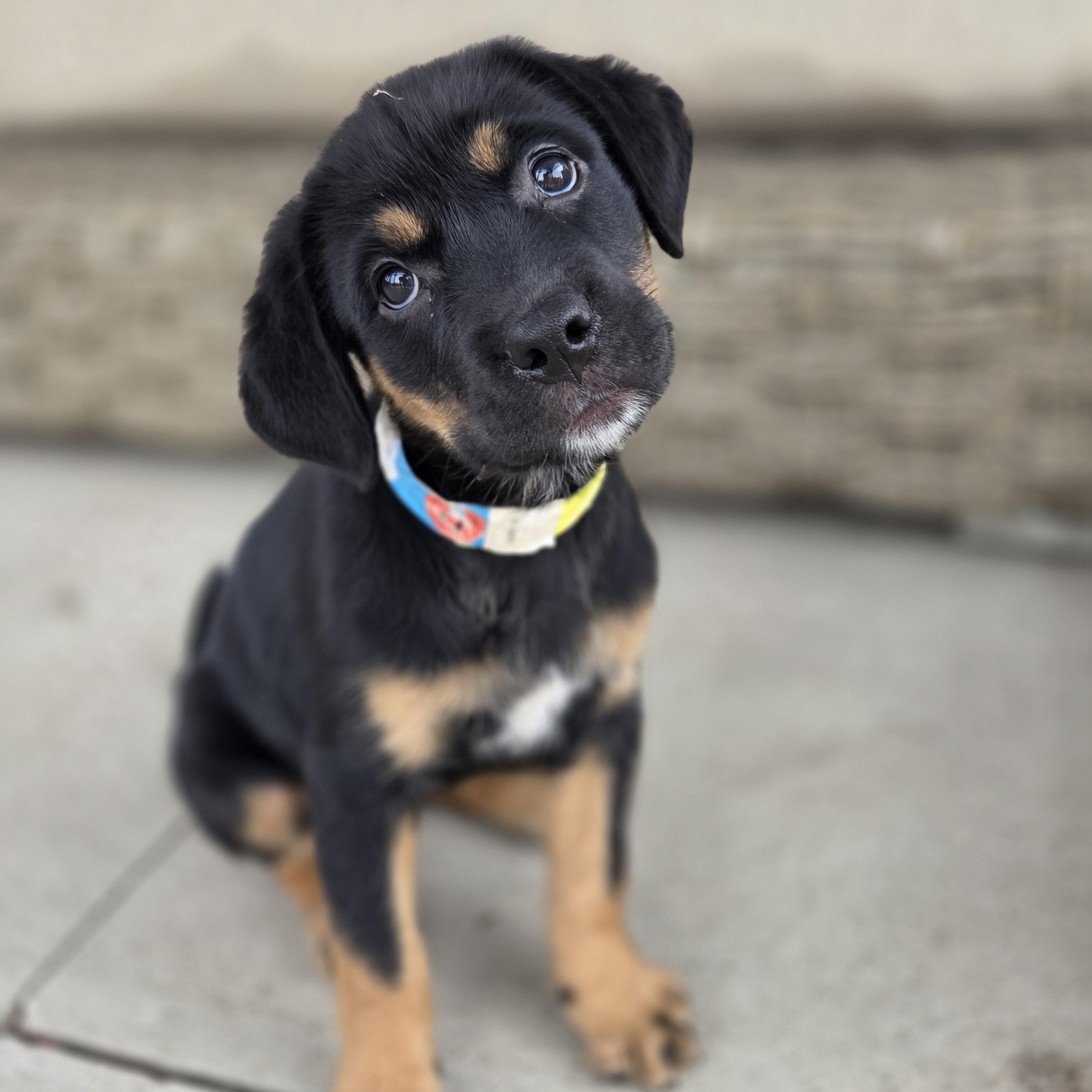 Buttercup, a ADOPTABLE mixed breed in Carr, CO image 2/6