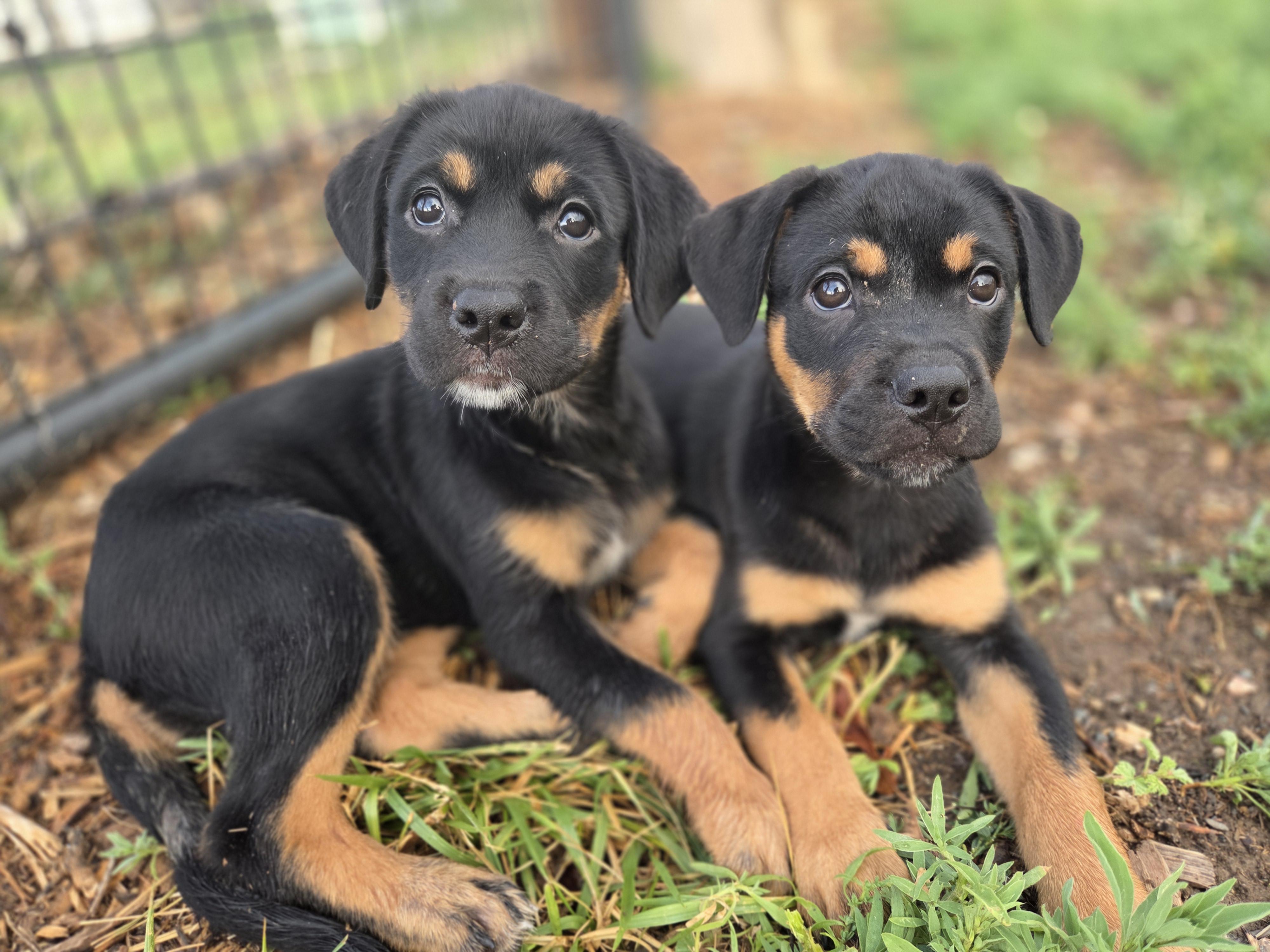 Buttercup, a ADOPTABLE mixed breed in Carr, CO image 4/6