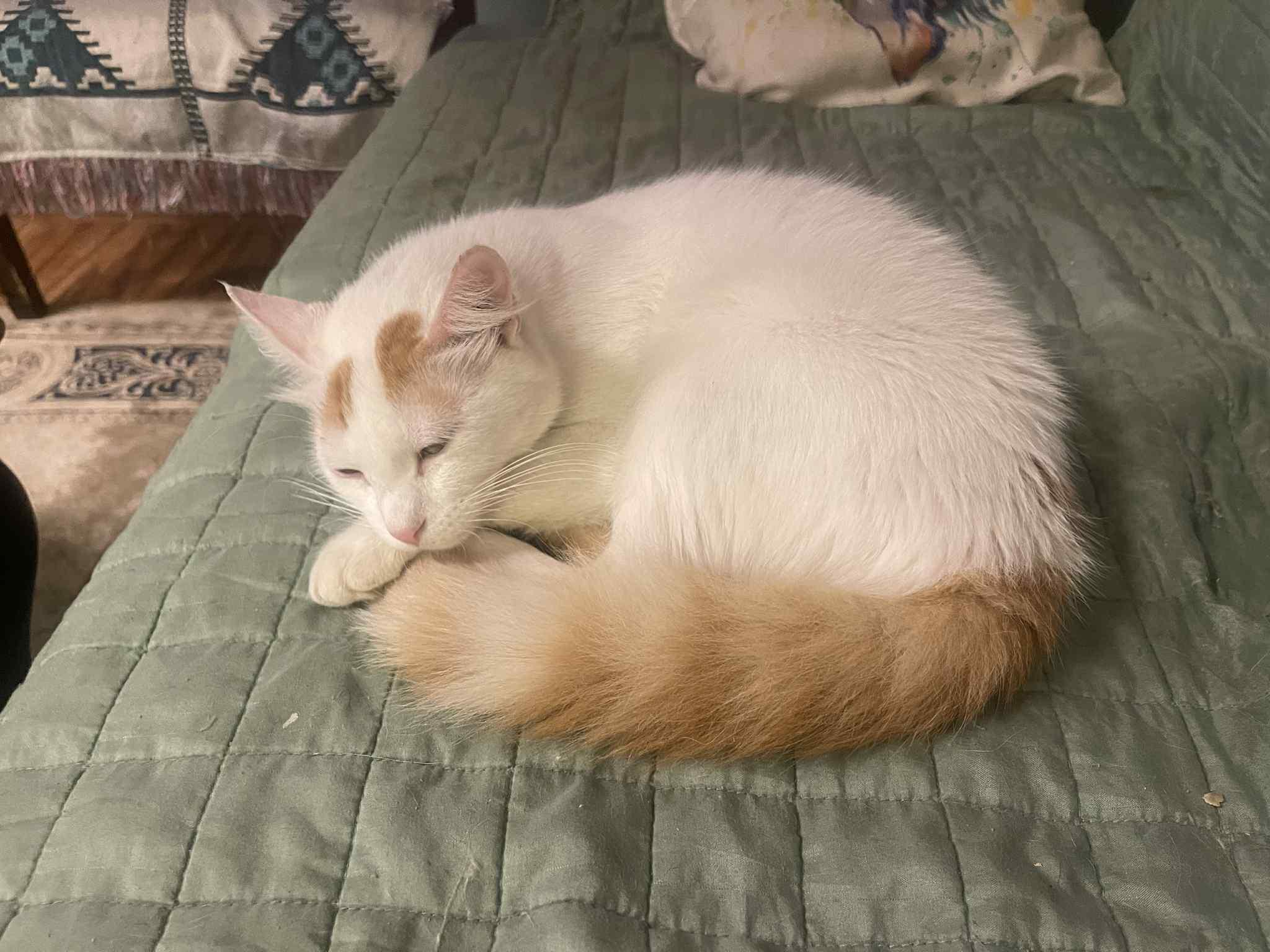 Prince