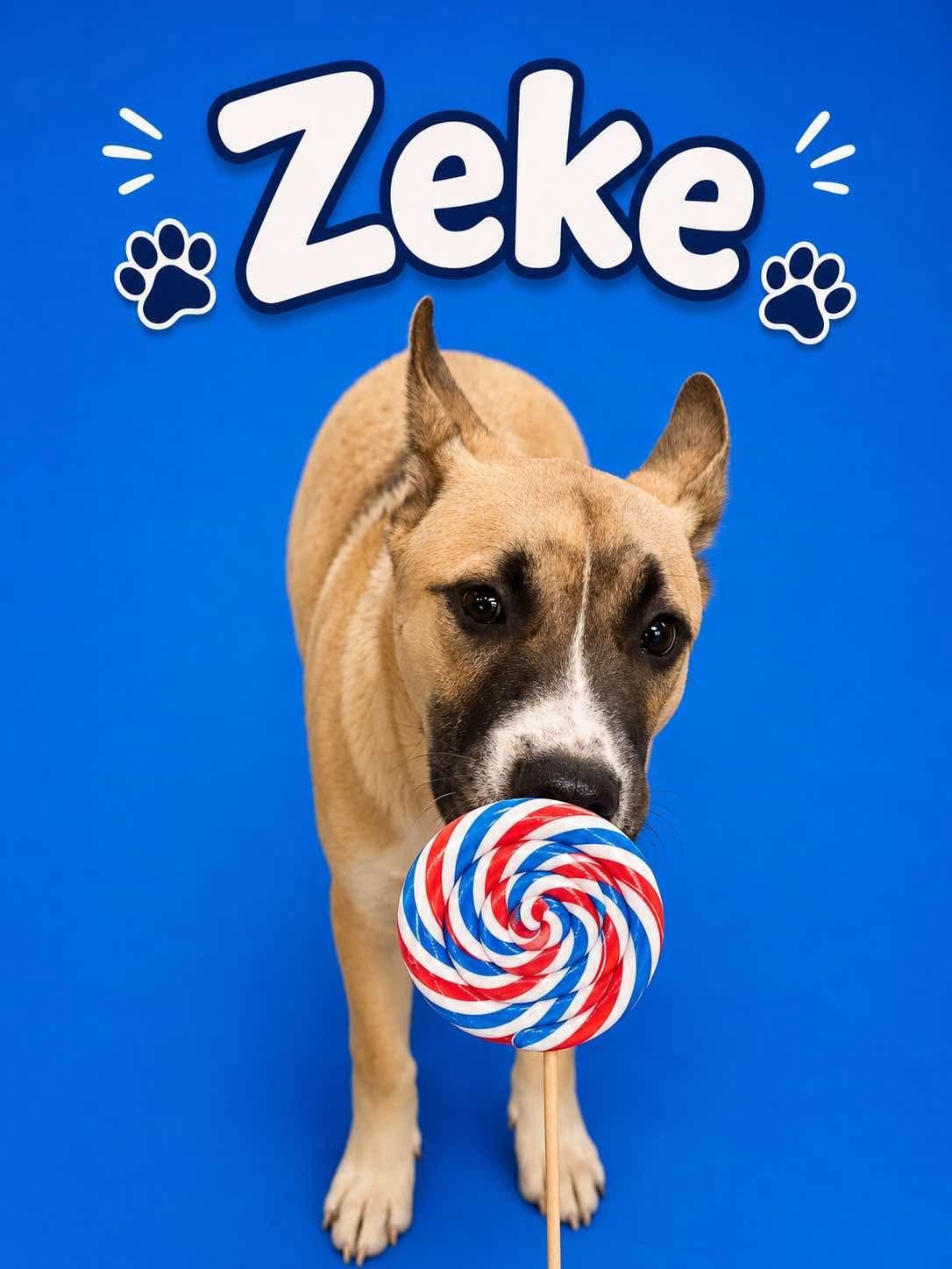Enlarge Zeke, a Adoptable mixed breed in Scranton, PA image 3/5