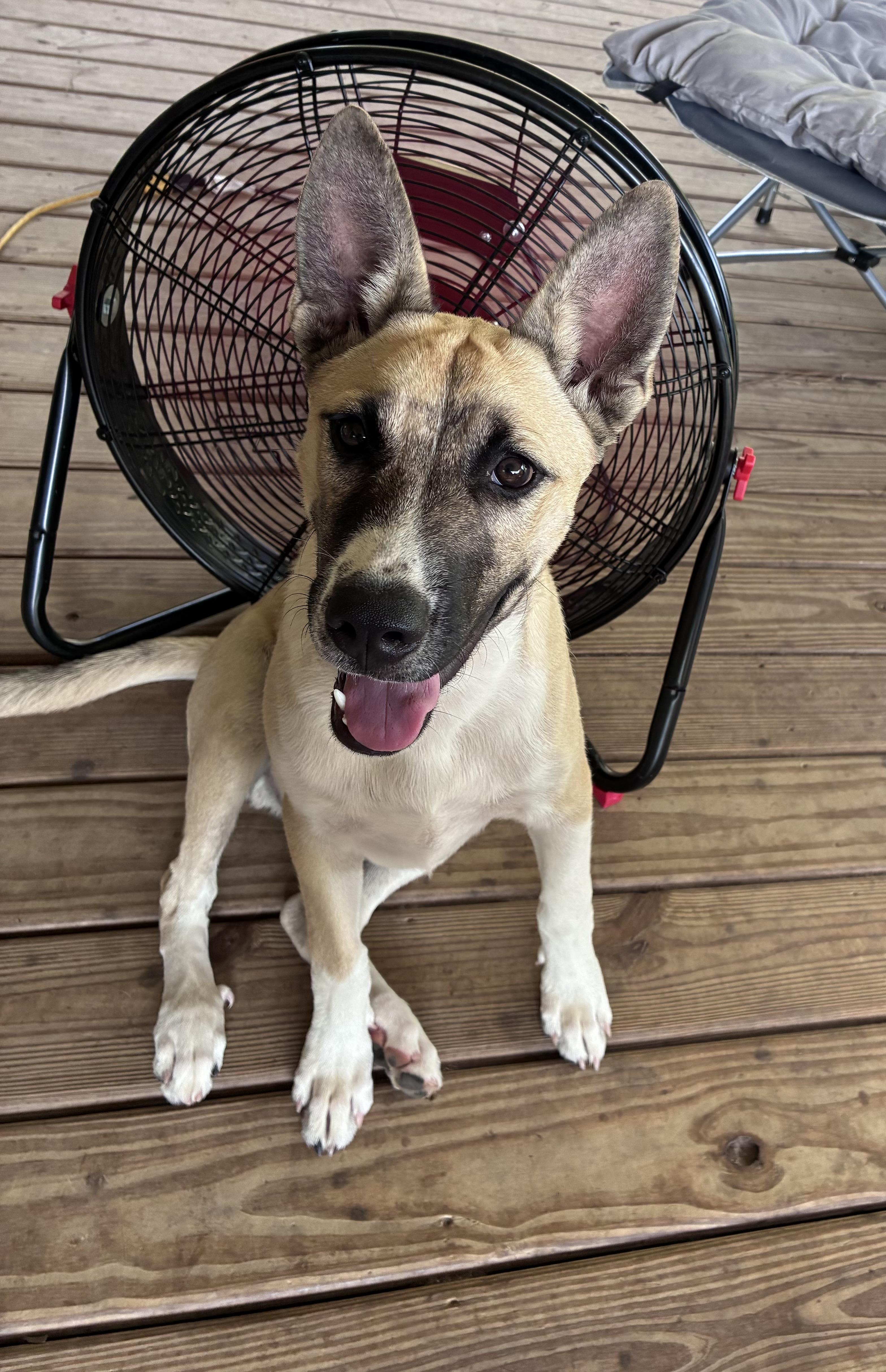 Enlarge Zeke, a Adoptable mixed breed in Scranton, PA image 4/5