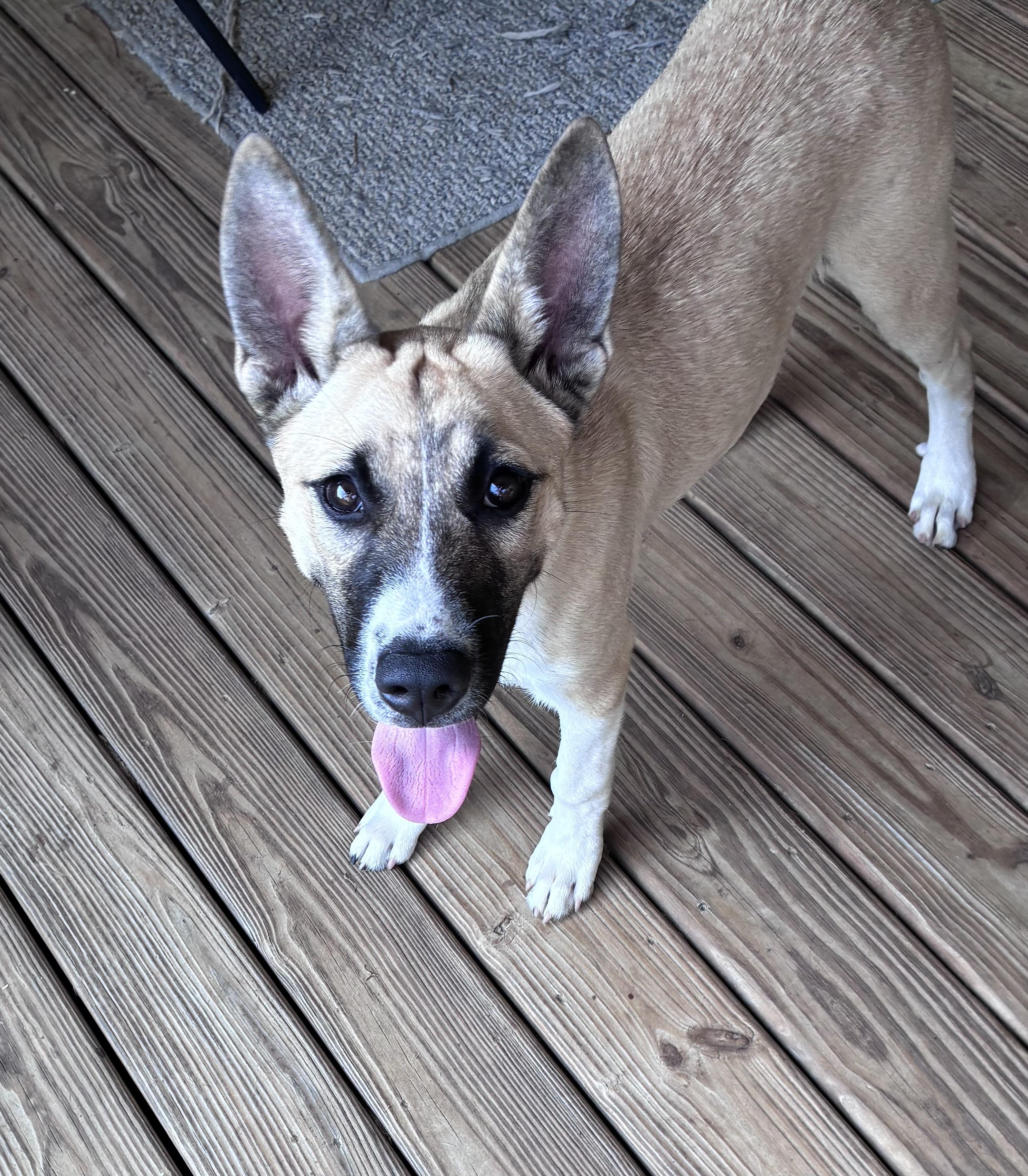 Enlarge Zeke, a Adoptable mixed breed in Scranton, PA image 2/5