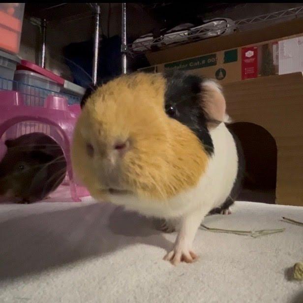 Biggie - In Foster!, Adoptable, Adult Male Guinea Pig.