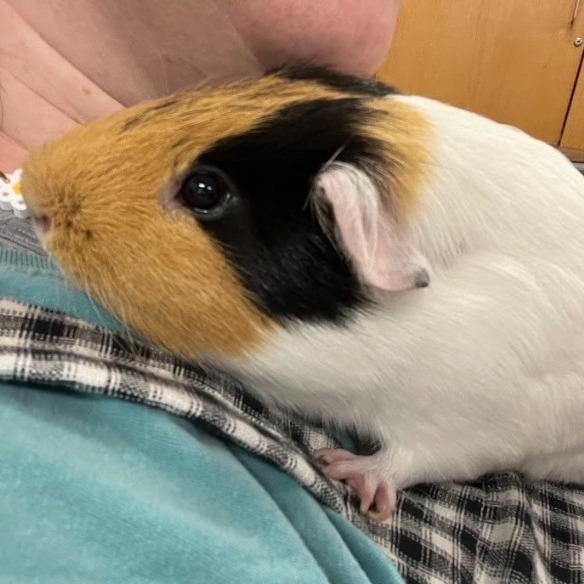 Enlarge Biggie - In Foster!, a Adoptable Guinea Pig in Springfield, MA image 2/2