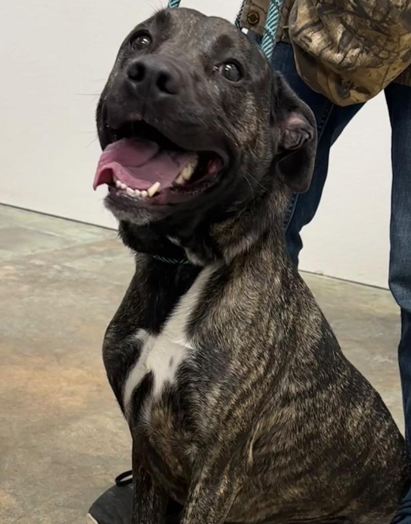 Haze, Adoptable, Adult Female Mixed Breed.