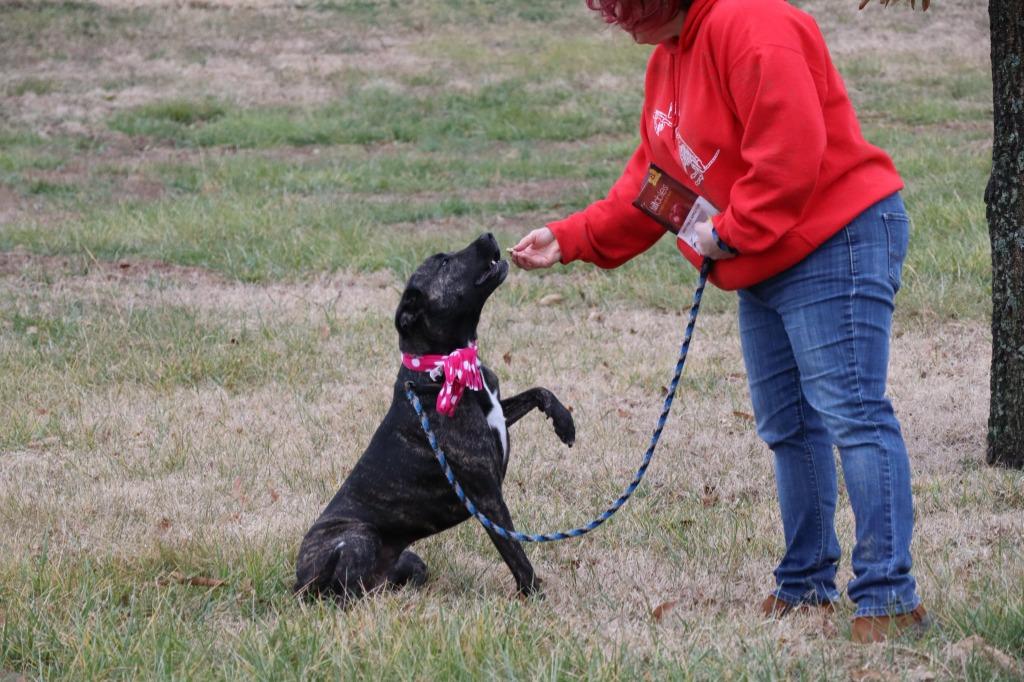 Enlarge Haze, a Adoptable Mixed Breed in Jonesboro, AR image 2/6