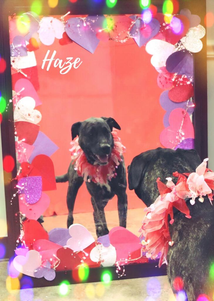 Enlarge Haze, a Adoptable Mixed Breed in Jonesboro, AR image 3/6