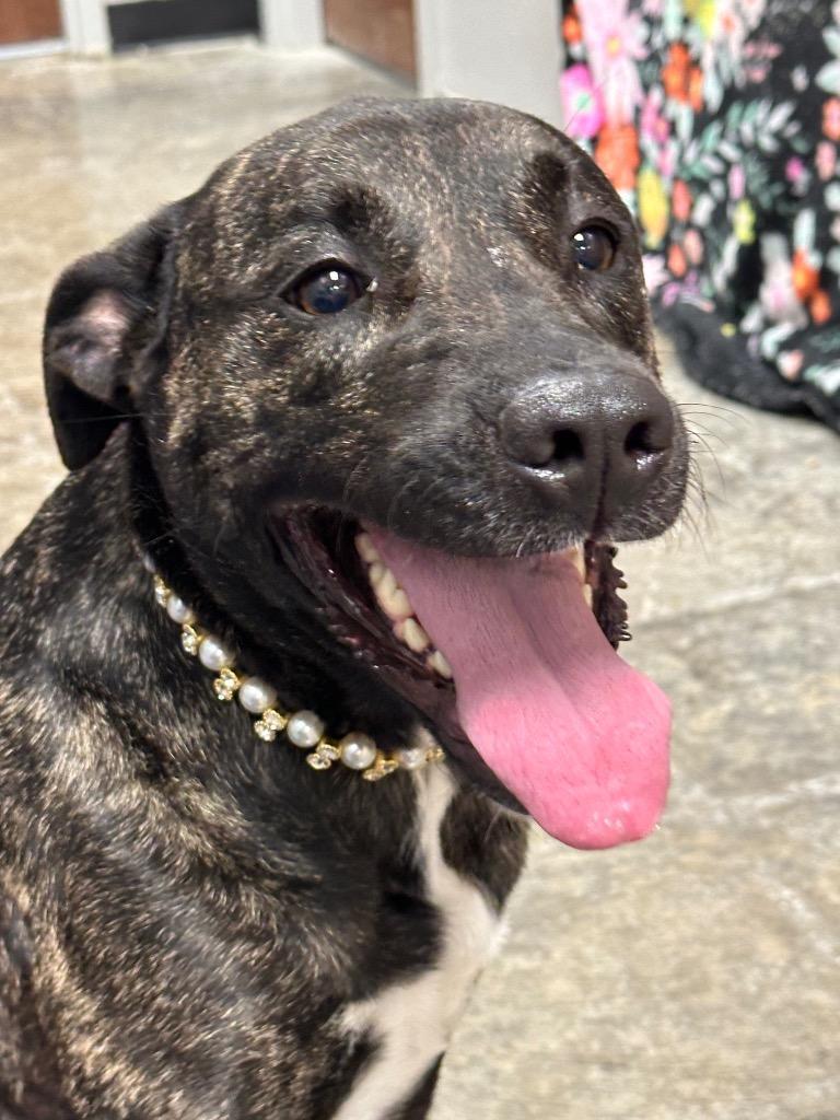 Enlarge Haze, a Adoptable Mixed Breed in Jonesboro, AR image 1/5