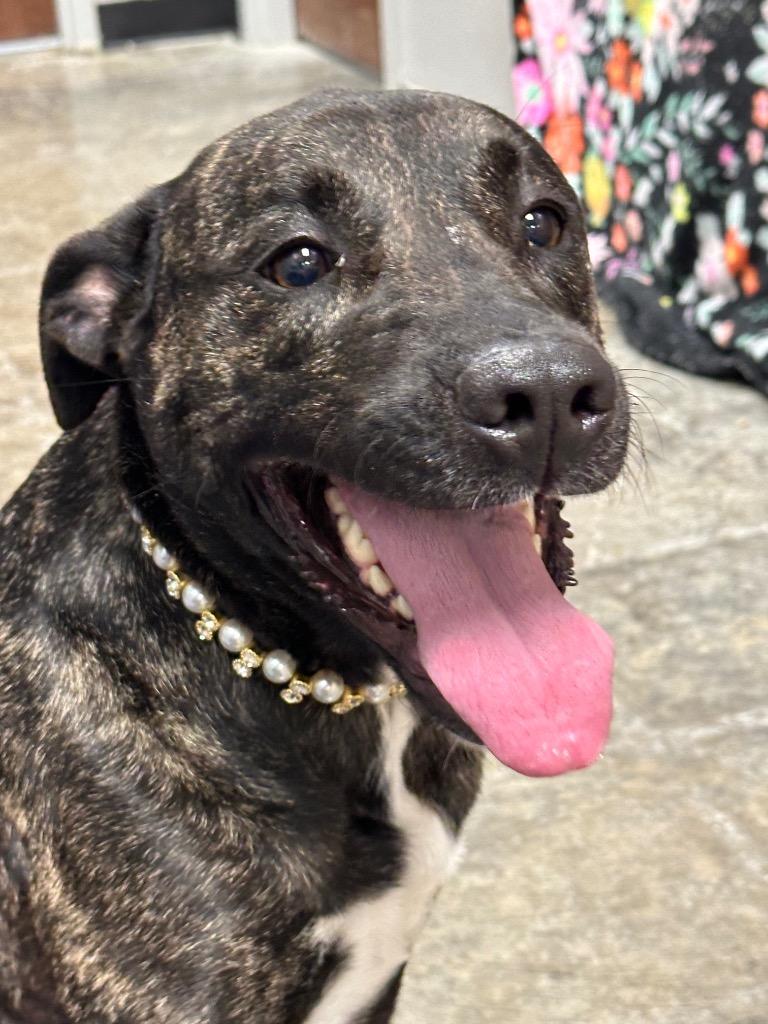 Enlarge Haze, a Adoptable Mixed Breed in Jonesboro, AR image 2/5