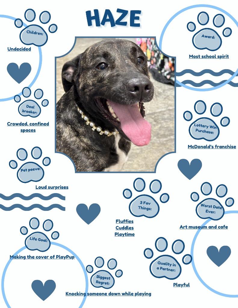 Enlarge Haze, a Adoptable Mixed Breed in Jonesboro, AR image 4/5