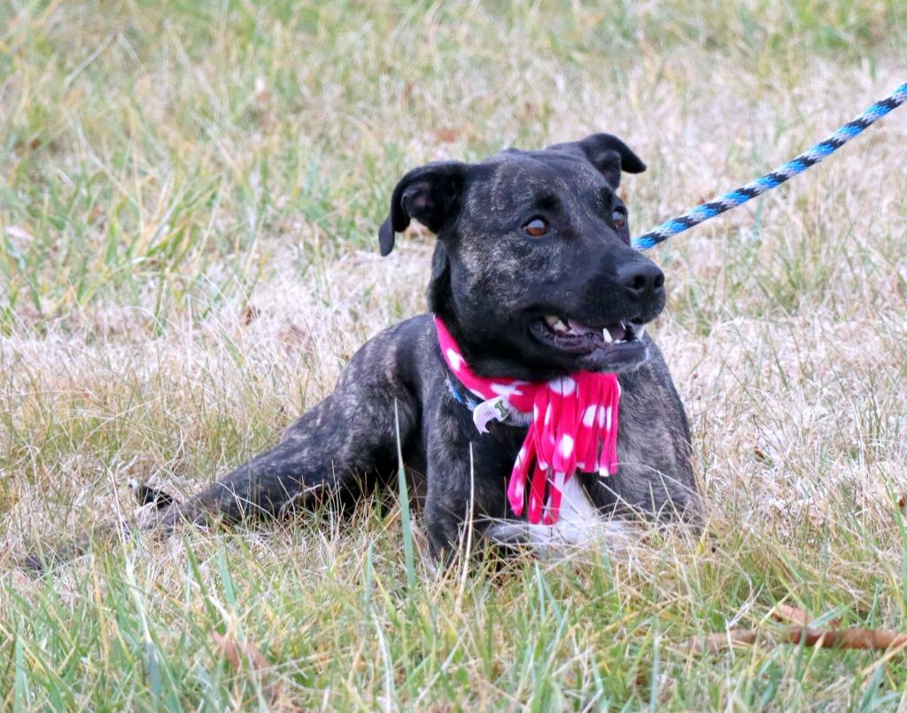 Haze, Adoptable, Adult Female Mixed Breed.