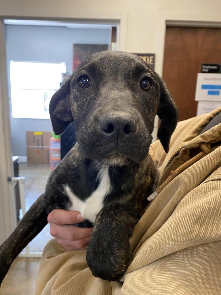 Enlarge Haze, a Adoptable Mixed Breed in Jonesboro, AR image 5/5