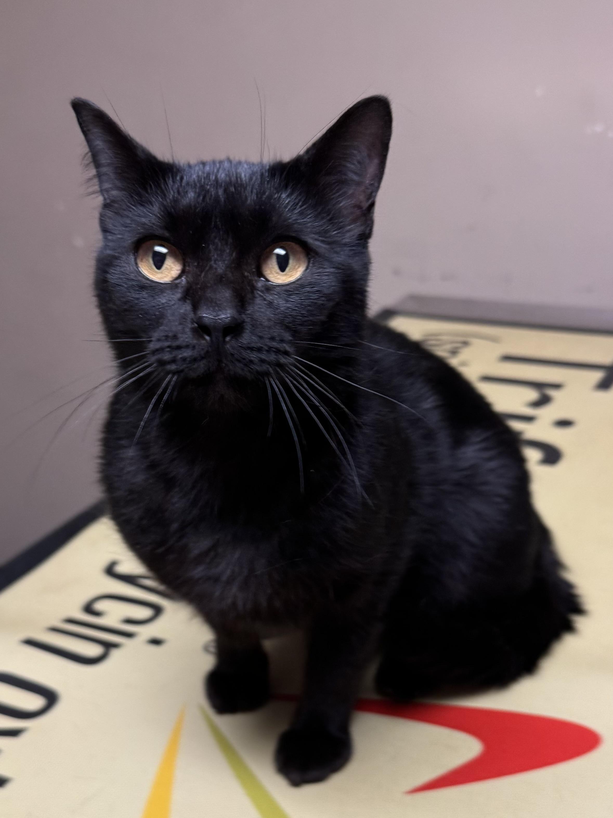 Enlarge Raven, a ADOPTABLE mixed breed in Valley Center, KS image 3/5