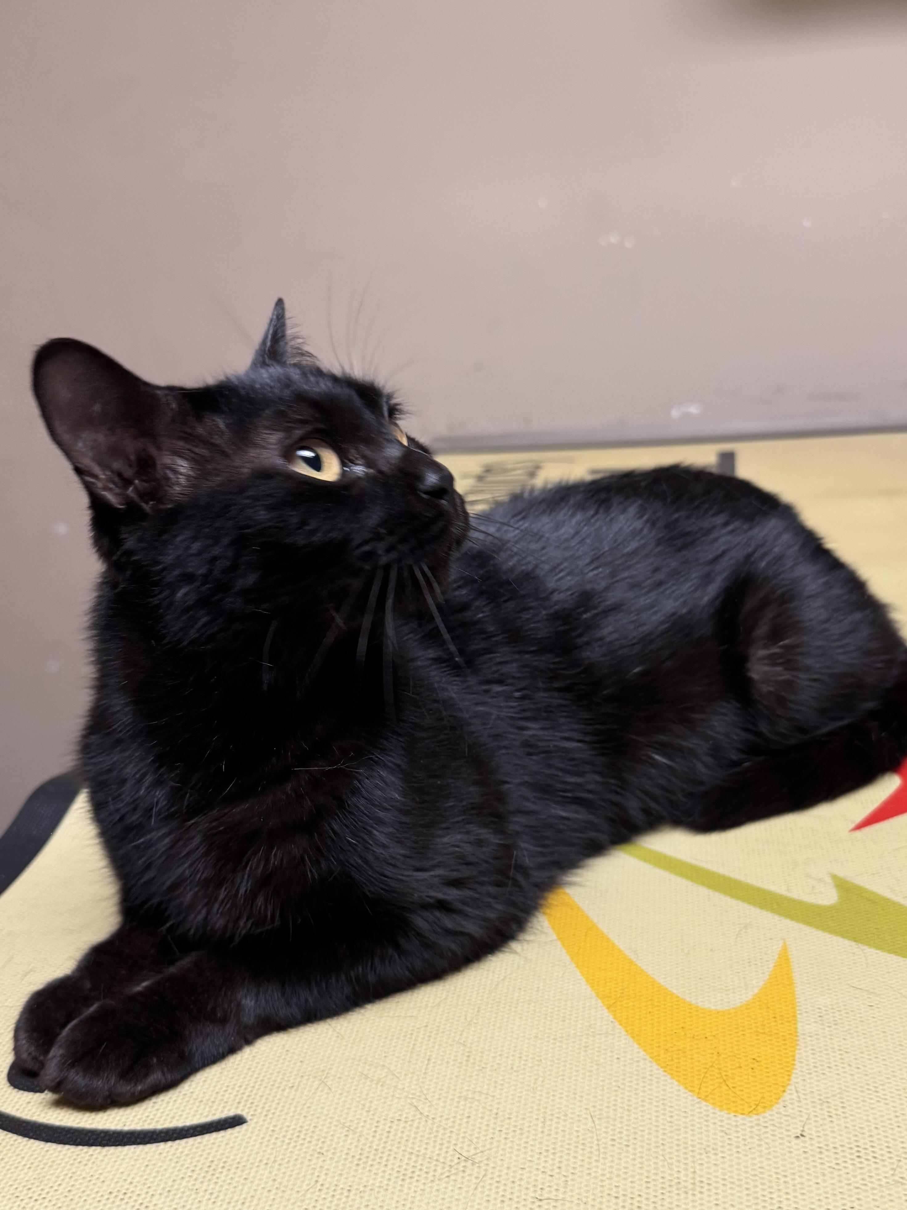 Enlarge Raven, a ADOPTABLE mixed breed in Valley Center, KS image 1/5
