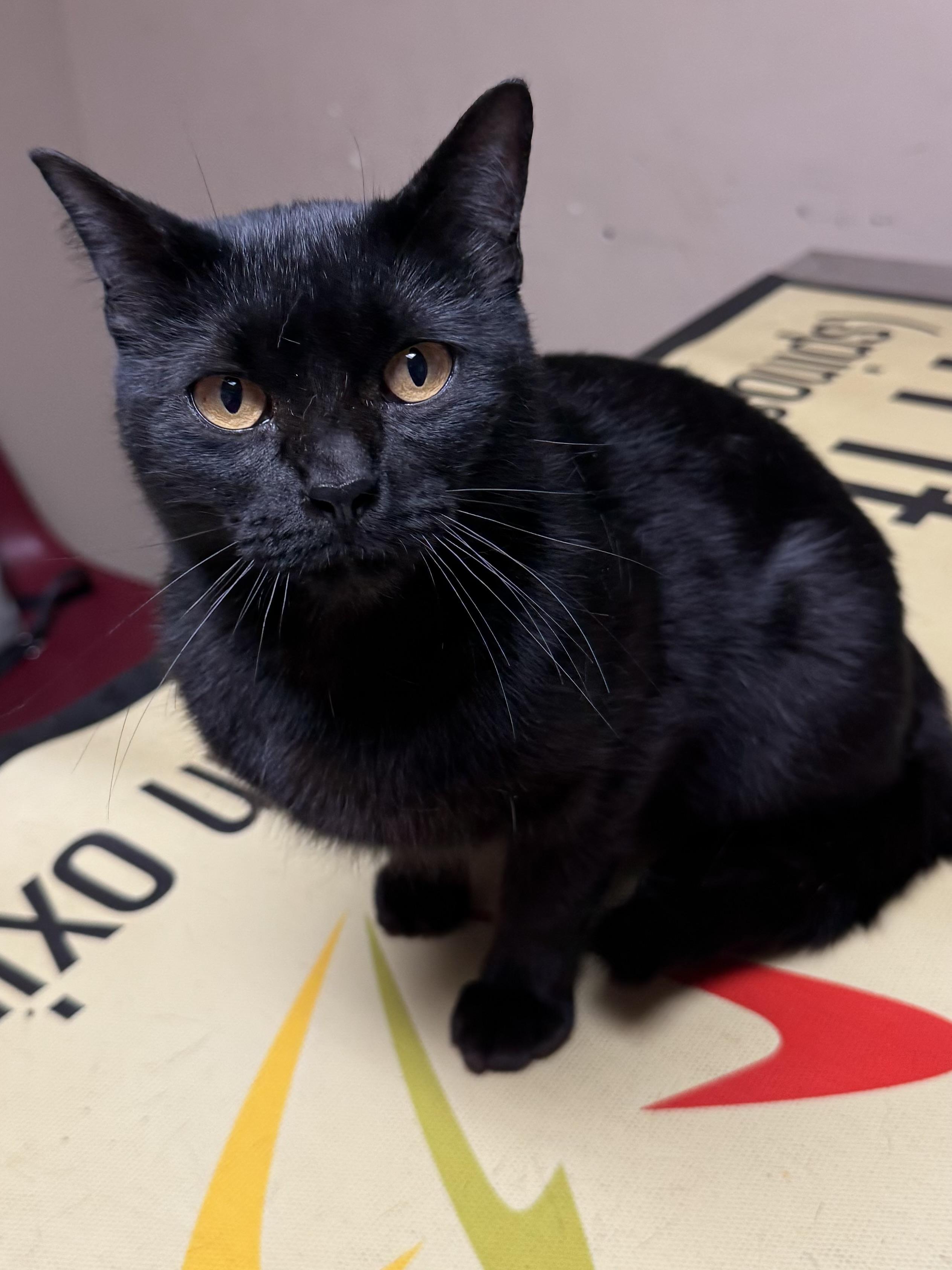 Enlarge Raven, a ADOPTABLE mixed breed in Valley Center, KS image 4/5