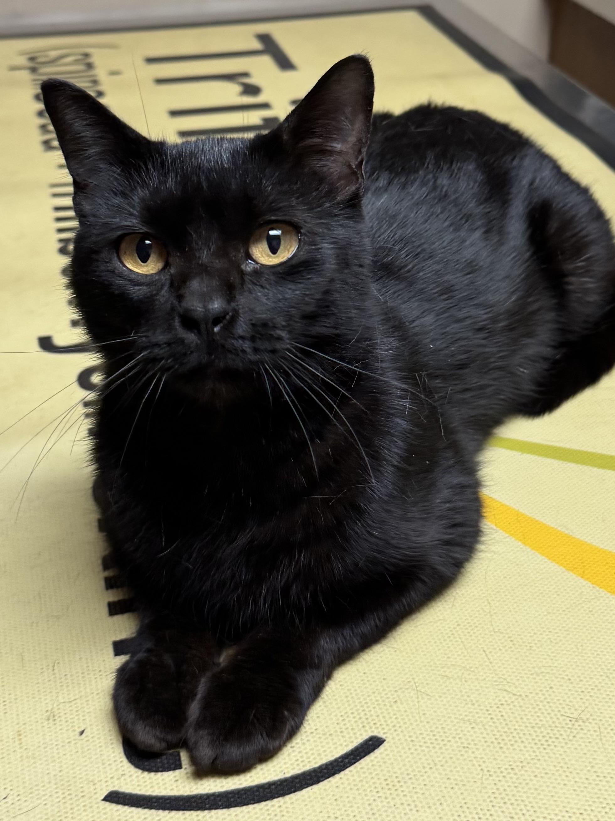Enlarge Raven, a ADOPTABLE mixed breed in Valley Center, KS image 5/5