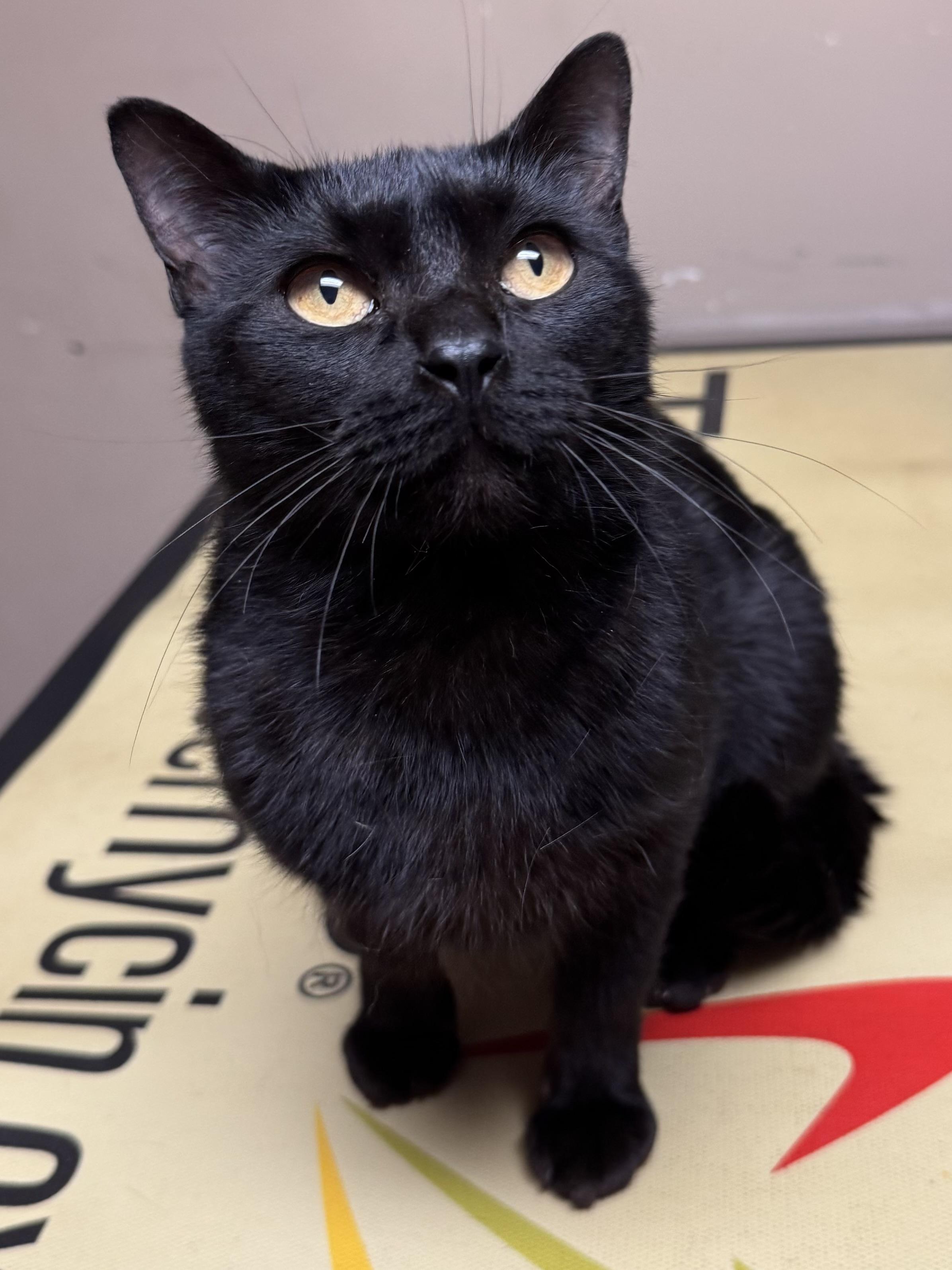 Enlarge Raven, a ADOPTABLE mixed breed in Valley Center, KS image 2/5