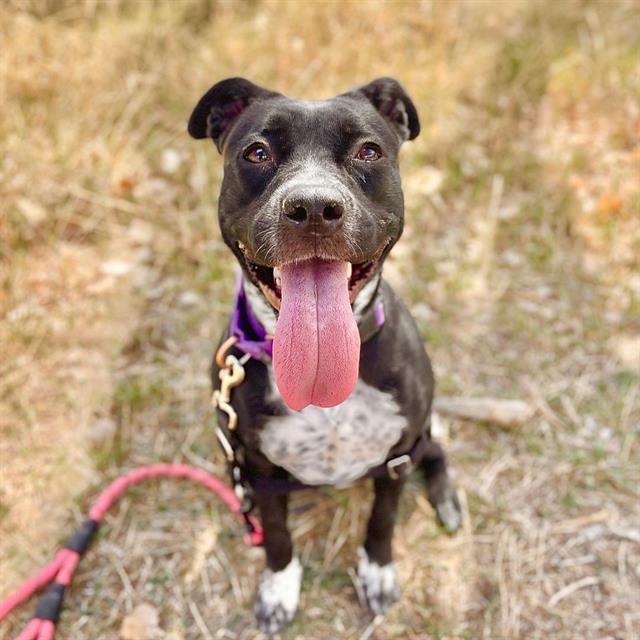 Enlarge RORY, a Adoptable mixed breed in Aurora, CO image 1/1
