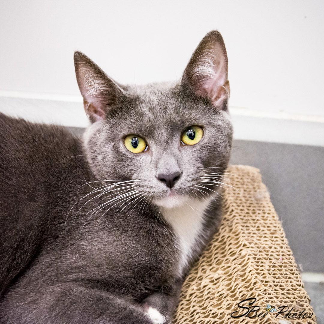 Gianni, Adoptable, Young Male Domestic Short Hair.