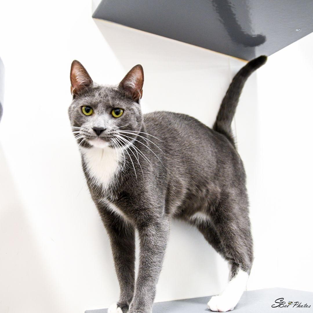 Enlarge Gianni, a Adoptable Domestic Short Hair in St. Cloud, FL image 2/3