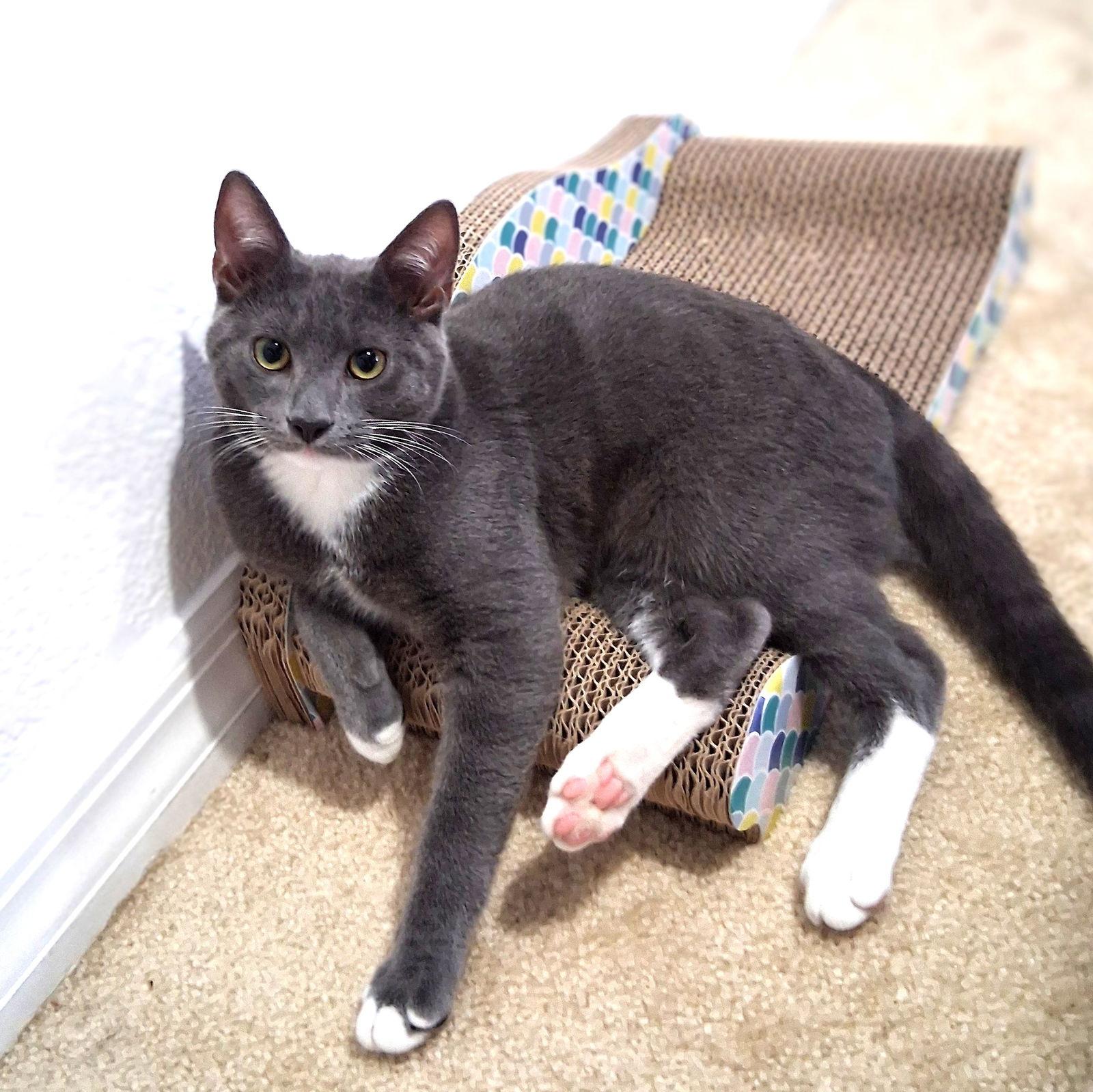 Gianni — thumbnail 3