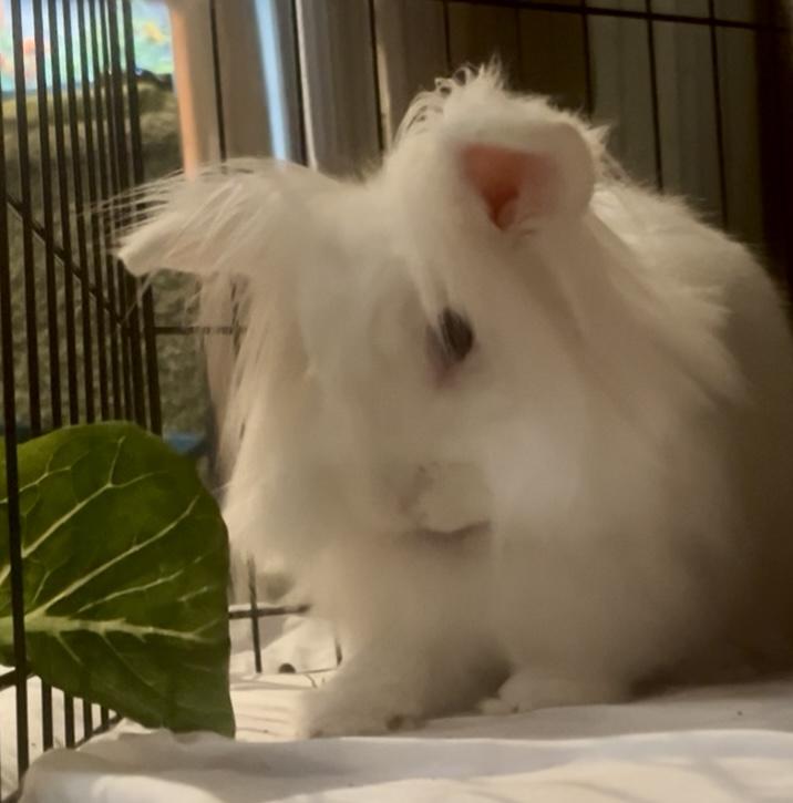 Enlarge Apple, a Adoptable Lionhead in Laurens, SC image 2/6