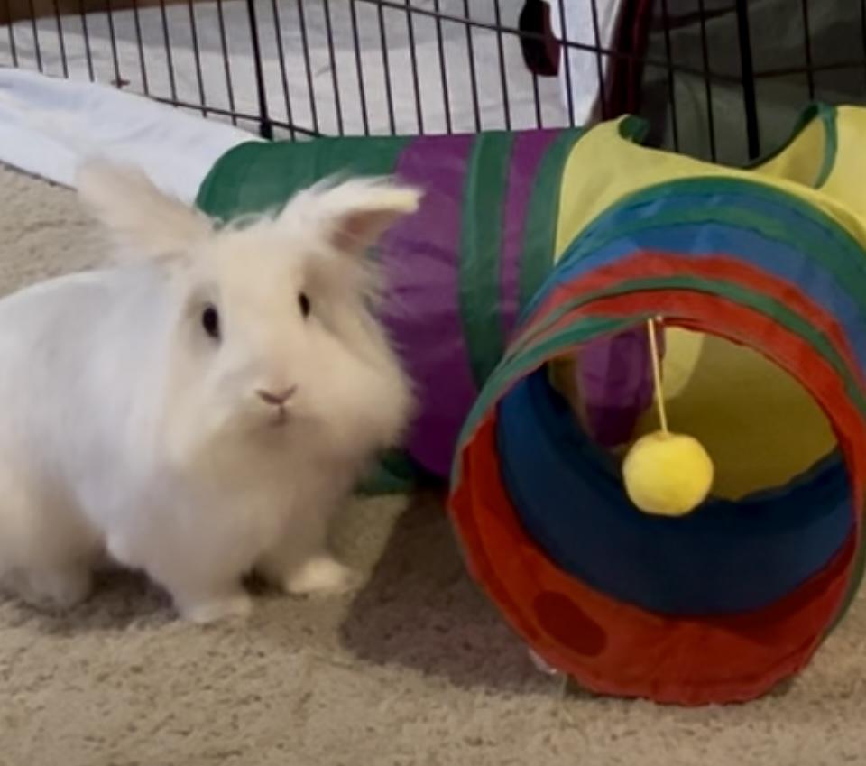 Enlarge Apple, a Adoptable Lionhead in Laurens, SC image 3/6